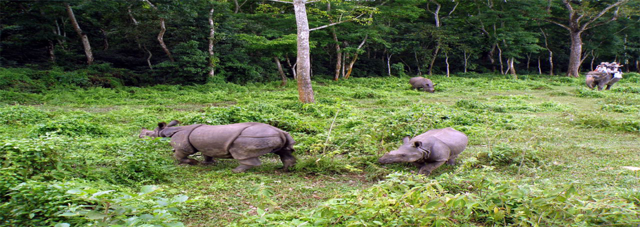 Bardiya National Park Safari
